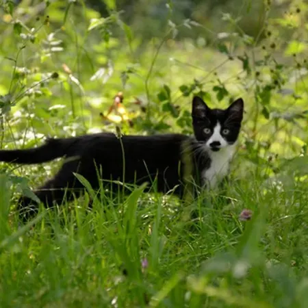 Aire De Montana - Estupendas Vistas A Picos Σαλέ Baro (Cantabria)