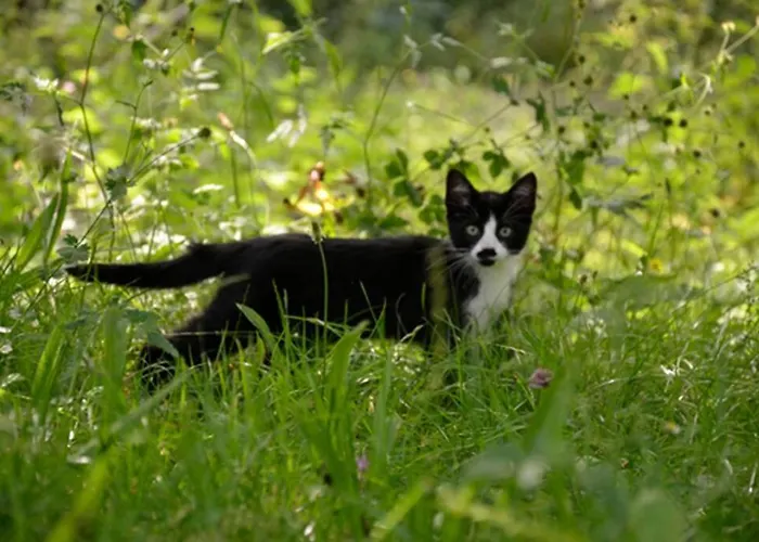 Aire De Montana - Estupendas Vistas A Picos Alpstuga Baro (Cantabria)